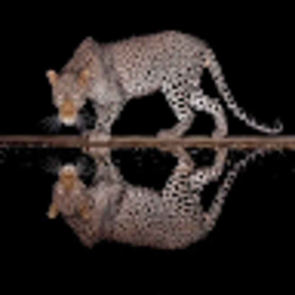 Meet your Posher, Catreace